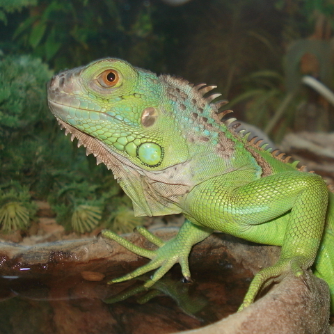 IGUANE VERT (iguana iguana)